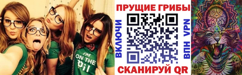 купить   Кузнецк  Псилоцибиновые грибы Psilocybine cubensis 